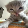 skyipie_0