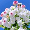 jawad.majruh