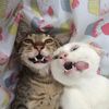 similikiti.idn