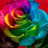 ali.rajput910