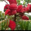 nana0246399680