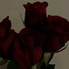 amelbou670