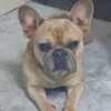 frankie.1190