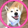 tomochan.n