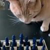 akhtar_alekhine
