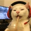 toastietasty