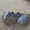 im_crabnm