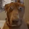 ._bruhhhhhhhhh._