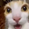 heyskibidiiwanttoia