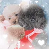 gomapino.love
