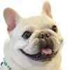 kuma_porco