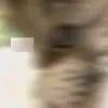 cacbamaybeo
