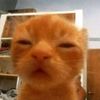 laa._catpaww