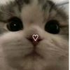 adorablefugu
