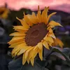 leequyen_7