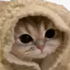 daoanhnqoc