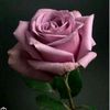 user2534010394318