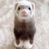 shadowferret69