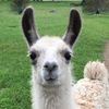 llama_queen37
