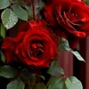 Rose786