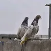 kurdistanwllataka