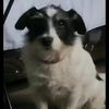 jossydog