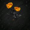 asherrose31