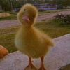 ducky_has_random_tiktoks