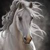 amal82404