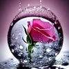 rosedroplette