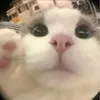 tn_nien2w