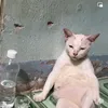 ngaoremix_