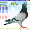 sabah.abo.ali