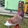 samudera_sf