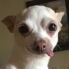 người yêu cũ của anh