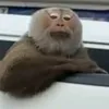 latoichuai01