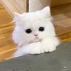 Pets.VN