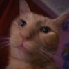 yourcatsmum