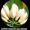 ummi.kalsum20