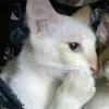sitinhuongsting