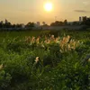 truong_van1611