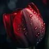 taqana0973