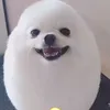 leo.ramosfreireire