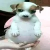 sapecaa0