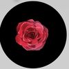 rayof.alhmod