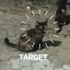 cat_librasi