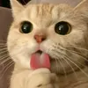 iamsohaa