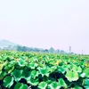 thienminh691