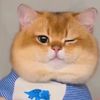 fatcat1413