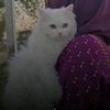 talib.hussain6132ume